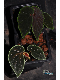 Begonia ruthiae x darthvaderiana (Green Edge) (gxEB24)