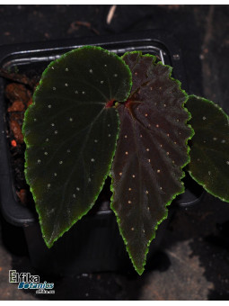 Begonia ruthiae x darthvaderiana (Green Edge) (gxEB24)