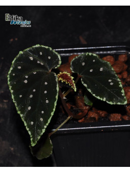 Begonia ruthiae x darthvaderiana (Yellow Edge) (gxEB24)