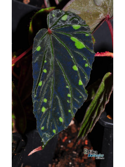 Begonia atricha