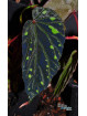 Begonia atricha