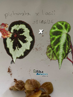 Begonia sinopicturata x locii (gxEB23)