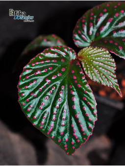 Begonia sp. Saripoï