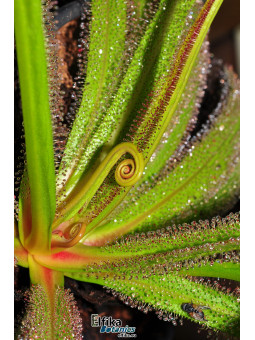 Drosera regia (JJL clone)