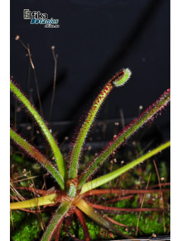 Drosera spiralis Botumirim (c. 1)