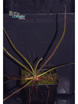 Drosera spiralis Botumirim (c. 1)