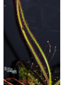 Drosera spiralis Botumirim (c. 1)