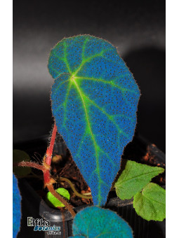 Begonia "EB Blue Thunder"