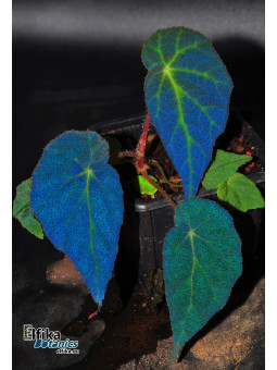 Begonia "EB Blue Thunder"
