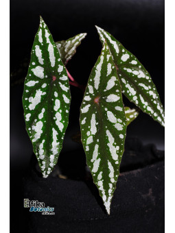 Begonia lubbersii