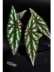 Begonia lubbersii