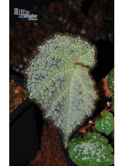 Begonia sinopicturata x locii (gxEB23)