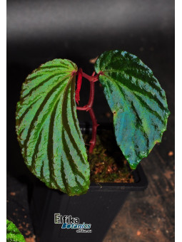 Begonia metallicolor (sg)
