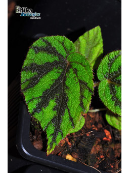 Begonia tuberculosa Berastagi (Green/Black)