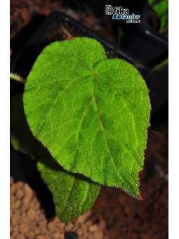 Begonia tuberculosa Berastagi (Green)