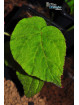 Begonia tuberculosa Berastagi (Green)