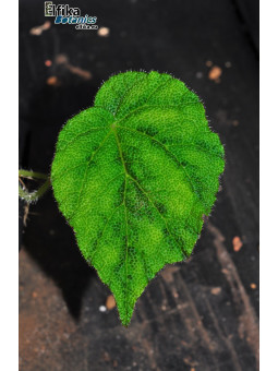 Begonia tuberculosa Berastagi (Green)