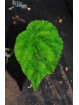 Begonia tuberculosa Berastagi (Green)