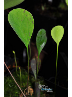 Utricularia humboldtii