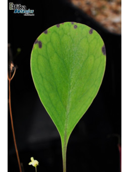 Utricularia humboldtii