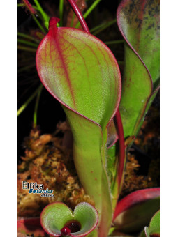Heliamphora huberi Amuri