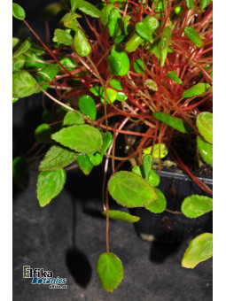 Begonia vankerckhovenii