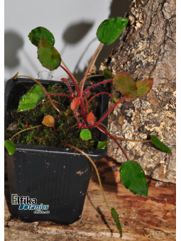 Begonia vankerckhovenii