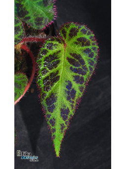 Begonia sp. Langkat Retic