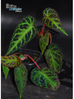 Begonia sp. Langkat Retic