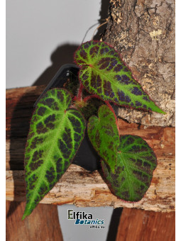 Begonia sp. Langkat Retic