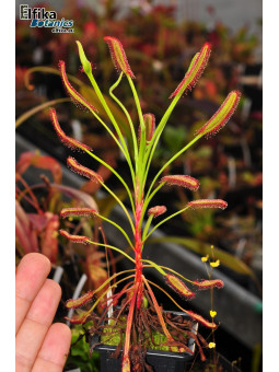 Drosera capensis Baineskloof