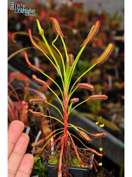 Drosera capensis Baineskloof