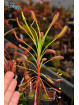 Drosera capensis Baineskloof
