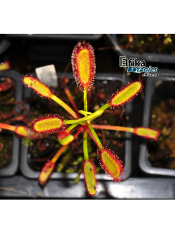 Drosera capensis Baineskloof