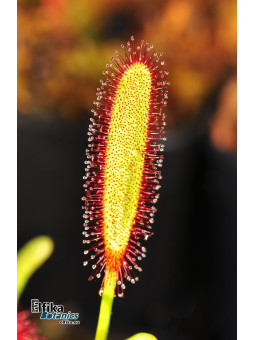 Drosera capensis Baineskloof