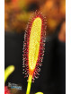 Drosera capensis Baineskloof