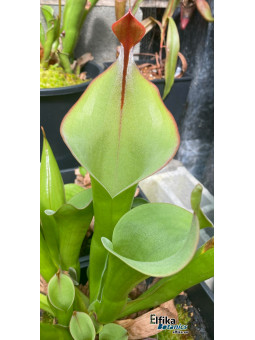 Heliamphora neblinae Avispa