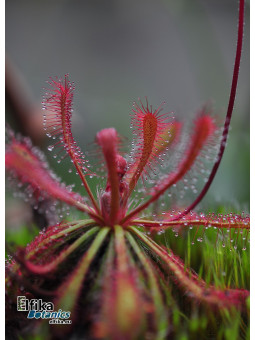 Drosera ultramafica Mantalingahan