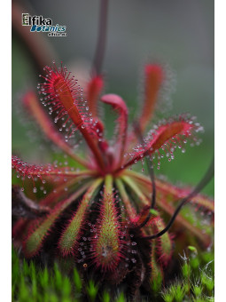 Drosera ultramafica Mantalingahan