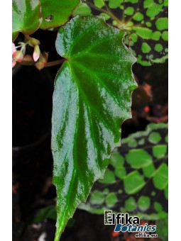 Begonia borneensis