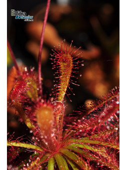 Drosera ultramafica Mantalingahan