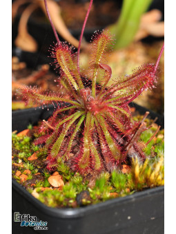 Drosera ultramafica Mantalingahan