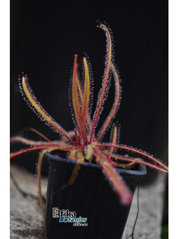 Drosera adelae Bishop Peak
