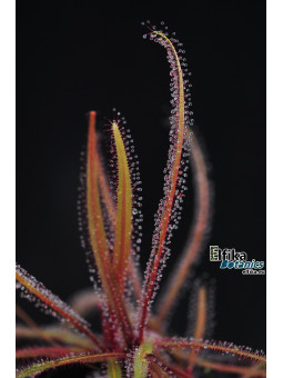 Drosera adelae Bishop Peak