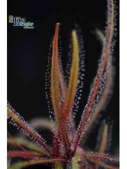 Drosera adelae Bishop Peak