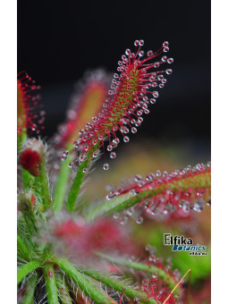 Drosera neocaledonica
