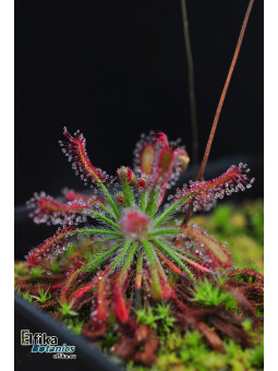 Drosera neocaledonica