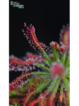 Drosera neocaledonica