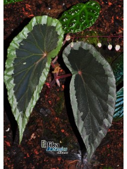 Begonia aff. baramensis (c.1)