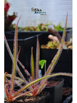 Drosera regia Big Easy